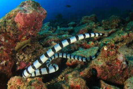 Il s'agit d'un serpent marin.
