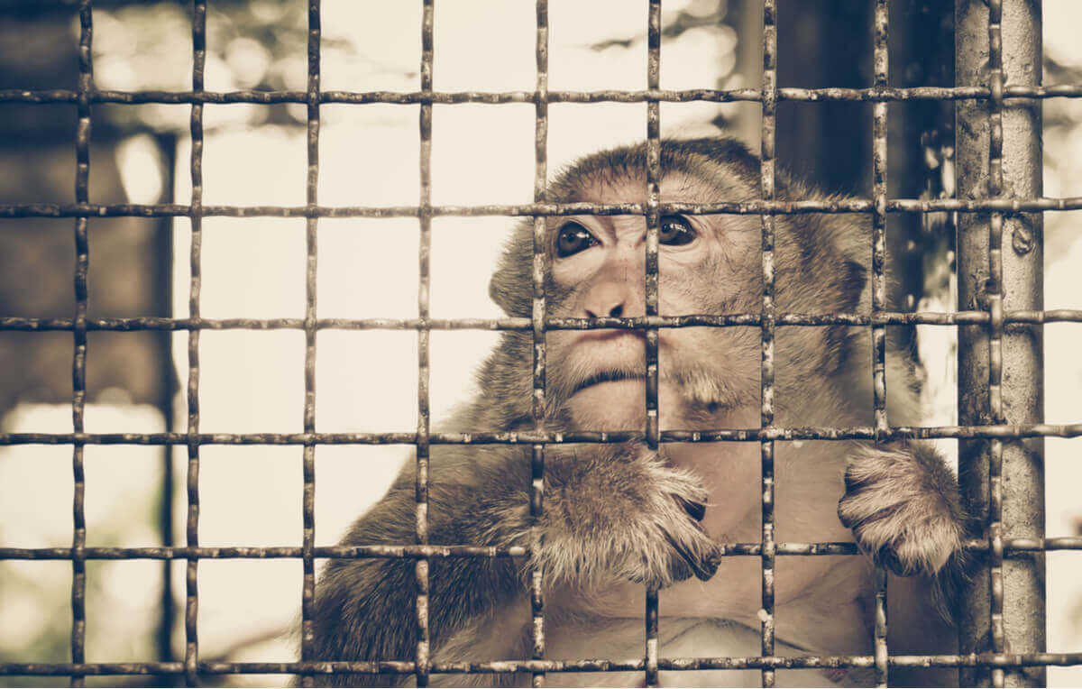 Un singe enfermé à cause du commerce illégal. 