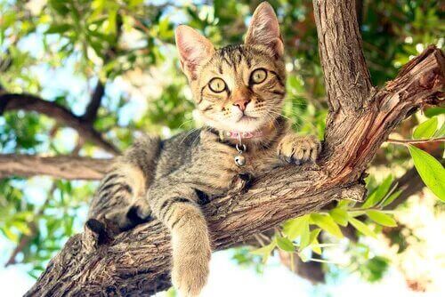Un chat couché sur une branche. 