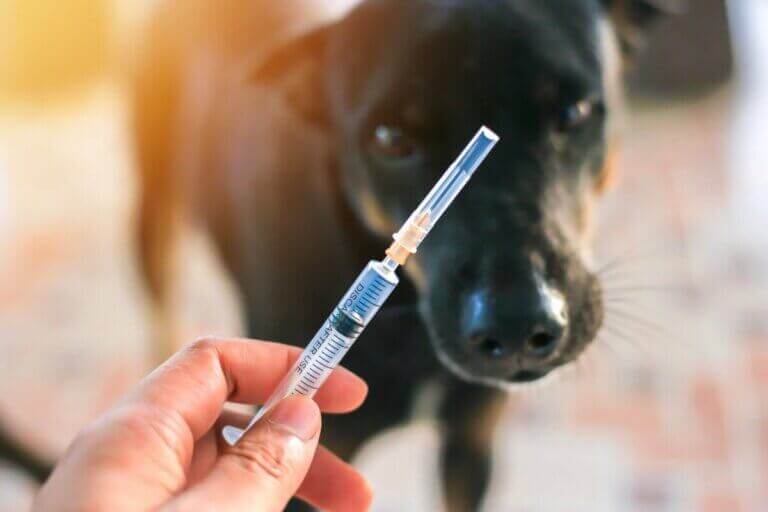 Un chien en train de se faire vacciner.