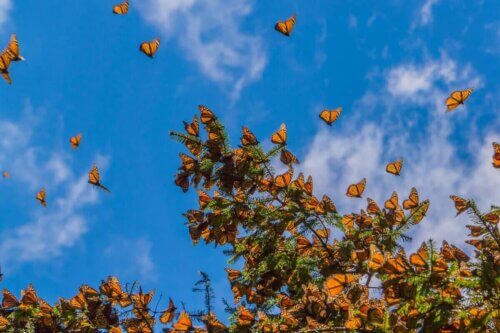 Des papillons monarques en plein vol.
