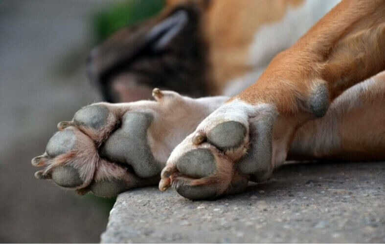 Zoom sur les pattes d'un chien.
