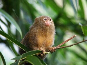 Un ouistiti pygmée fait partie des plus petits animaux du monde.
