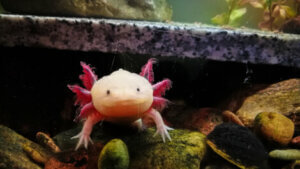 Un Axolotl dans un aquarium.