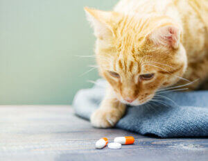 Un chat qui observe des médicaments. 