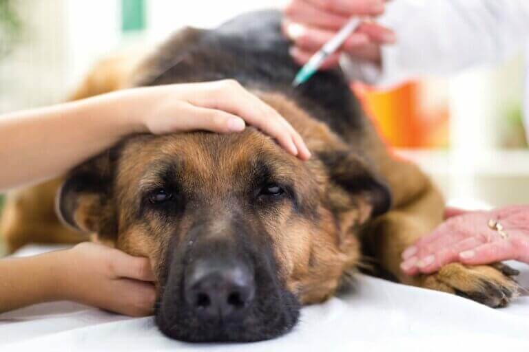 Un chien en train de se faire vacciner.