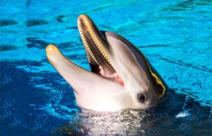 Un dauphin, la tête hors de l'eau.