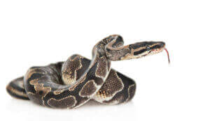 Le python fait partie des reptiles interdits.