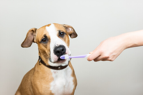 L'importance de la santé dentaire des animaux