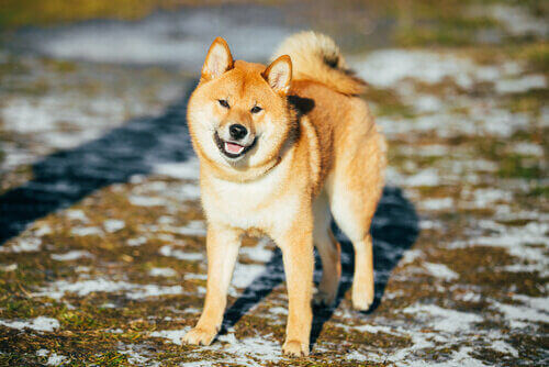 Le chien Akita Inu, l'élégance orientale