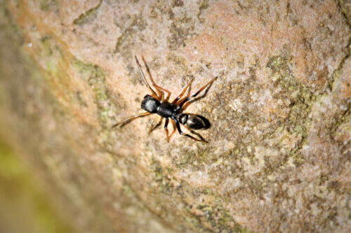 Une araignée qui ressemble à une fourmi. 