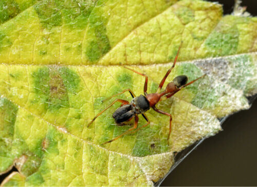 Myrmarachne : des araignées qui ressemblent à des fourmis