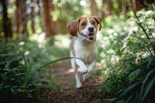 Les maladies du beagle les plus courantes