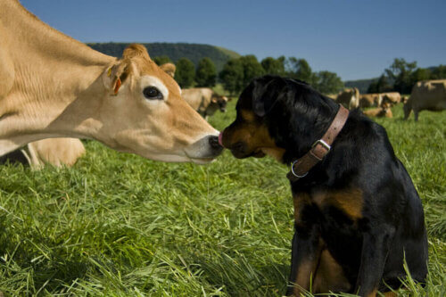 Un câlin entre une vache et un chien.