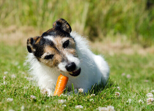 Un chien qui mange une carotte. 
