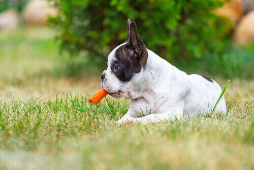 Les carottes sont-elles bonnes pour votre chien ?