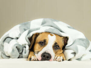 Un chien malade sous une couverture. 