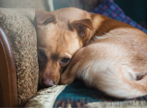 Plus de 72 % des chiens souffrent d’anxiété