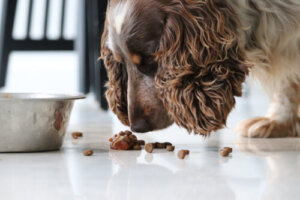 Types de nourriture pour chiens : 5 choses à savoir
