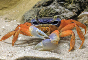 Un crabe sur du sable.