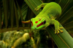 Phelsumes ou geckos diurnes : soins et caractéristiques