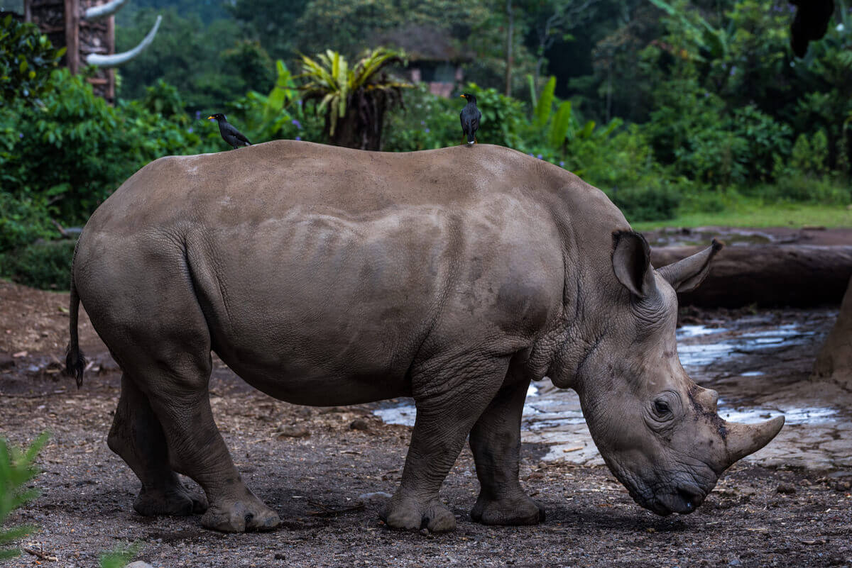 Le rhinocéros dans son habitat naturel.