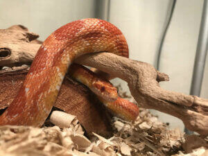 Un serpent dans un terrarium. 