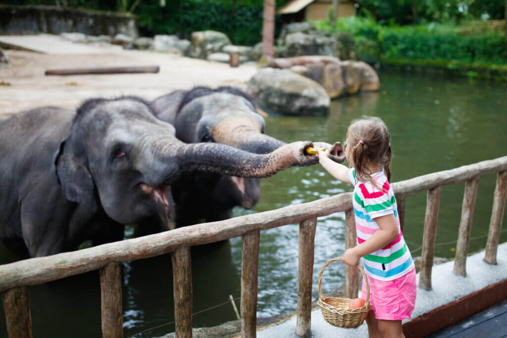 Les soins nécessaires pour le bien-être des éléphants