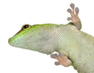Un gecko diurne sur fond blanc. 