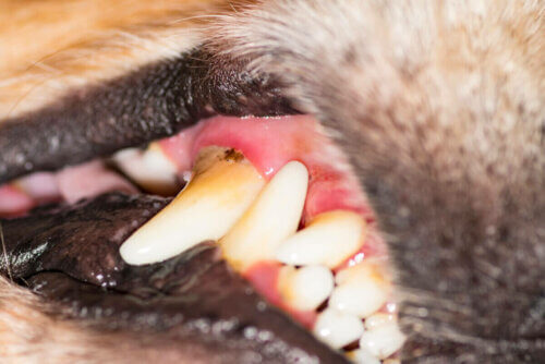 Zoom sur les dents d'un chien.