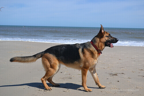 Le premier jour à la plage avec votre chien