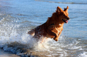 Un chien dans l'eau.