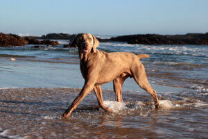 Un chien à la plage. 