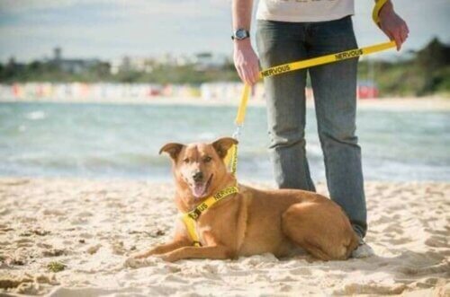 Un chien et son maître à la plage. 
