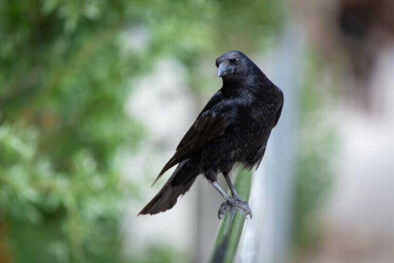 Les corbeaux et leurs proches méritent-ils d'être considérés comme malveillants ?
