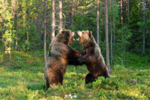 Deux ours en plein combat. 