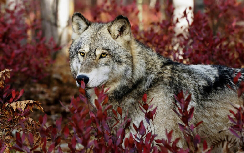 Espèces de loups : les traits comportementaux communs