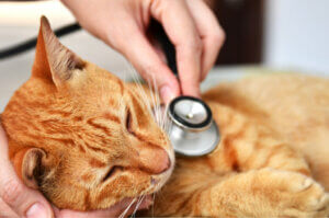 Hernie diaphragmatique chez le chat : causes et symptômes