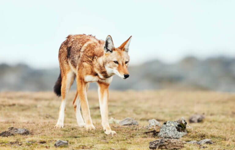 Loups en danger d'extinction : les cas du loup rouge et du loup d'Ethiopie