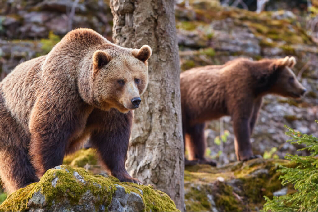 Les effets du changement climatique sur les ours cantabriques