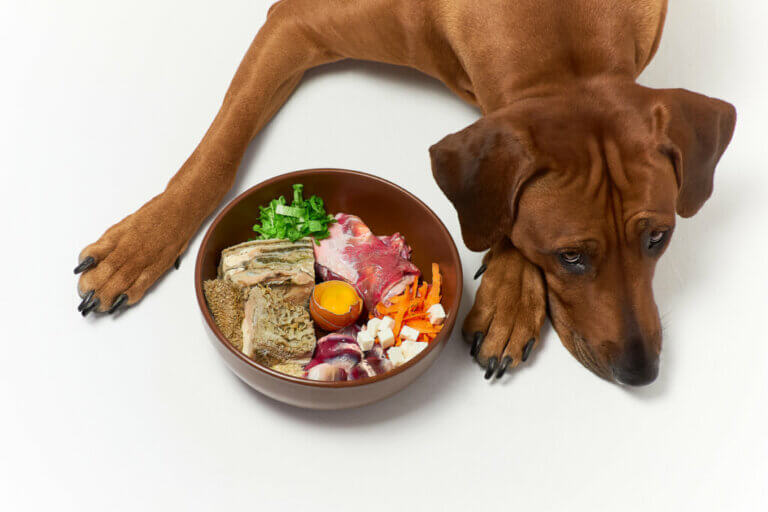 Les régimes alimentaires pour les problèmes rénaux des chiens