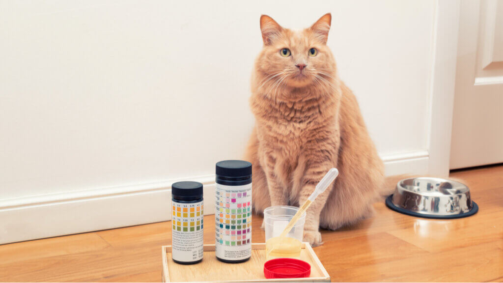 Urolithiase chez le chat : causes, symptômes et traitement