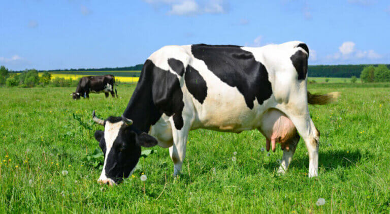 Combien d'estomacs les vaches ont-elles ?