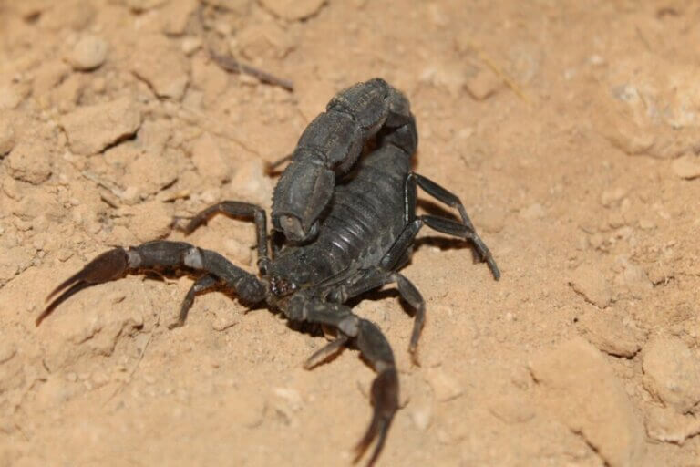 Androctonus bicolor (scorpion) : habitat et caractéristiques
