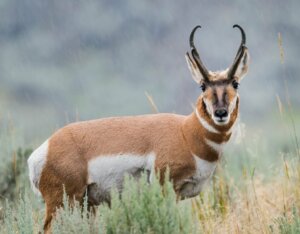 Antilope d'Amérique : caractéristiques et habitat