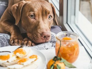 Les chiens peuvent-ils manger des oranges et des mandarines ?