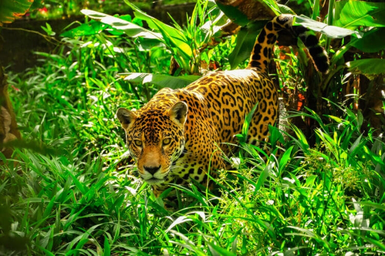Quelle est la différence entre le jaguar et le léopard ?