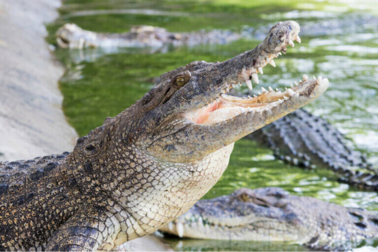 6 faits amusants sur les crocodiles