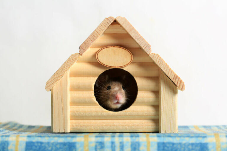 Maisons pour hamsters : types et recommandations