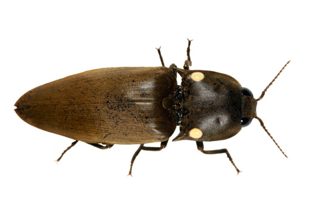 Pyrophorus, des scarabées bioluminescents